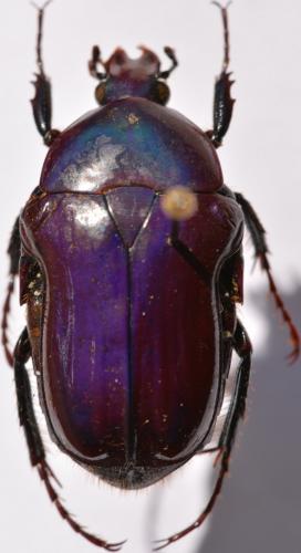 Coptomia propinqua